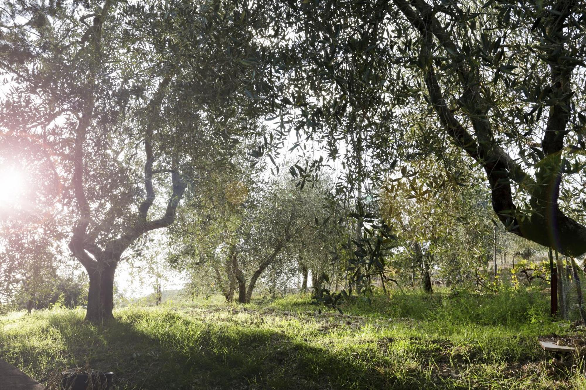 Country House Sofiavillas Gaiole in Chianti Εξωτερικό φωτογραφία
